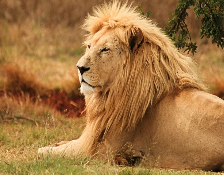 Male white lion at the Rhino and Lion Park, Johannesburg 